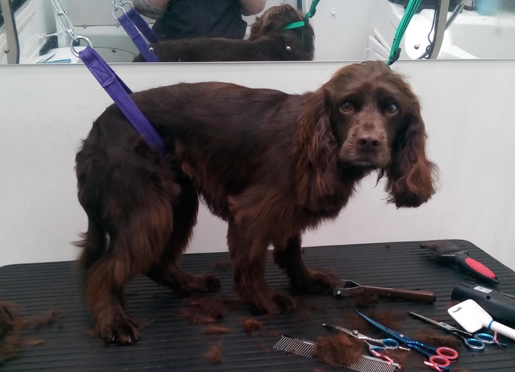 Cocker Spaniel Hand Stripped in Princes Risborough