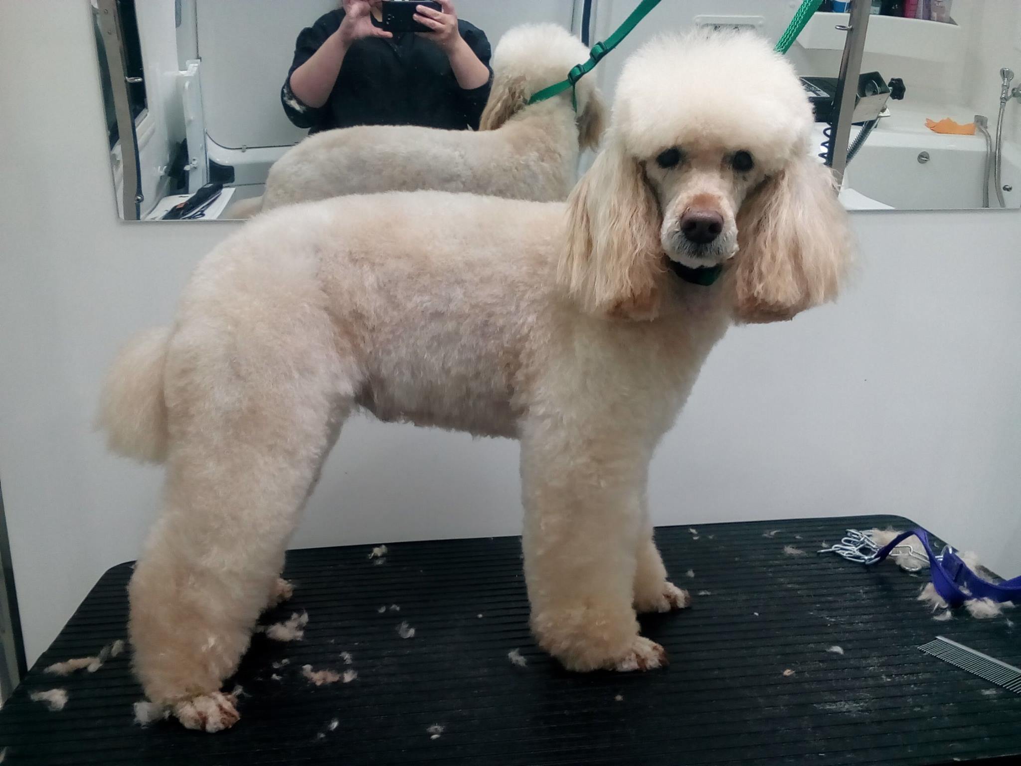 Scissor Sculpted Poodle